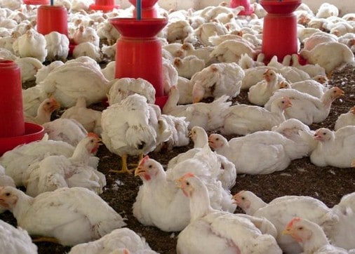 Cara Sukses Ternak Ayam Broiler Mulai dari Nol hingga Panen Maximal