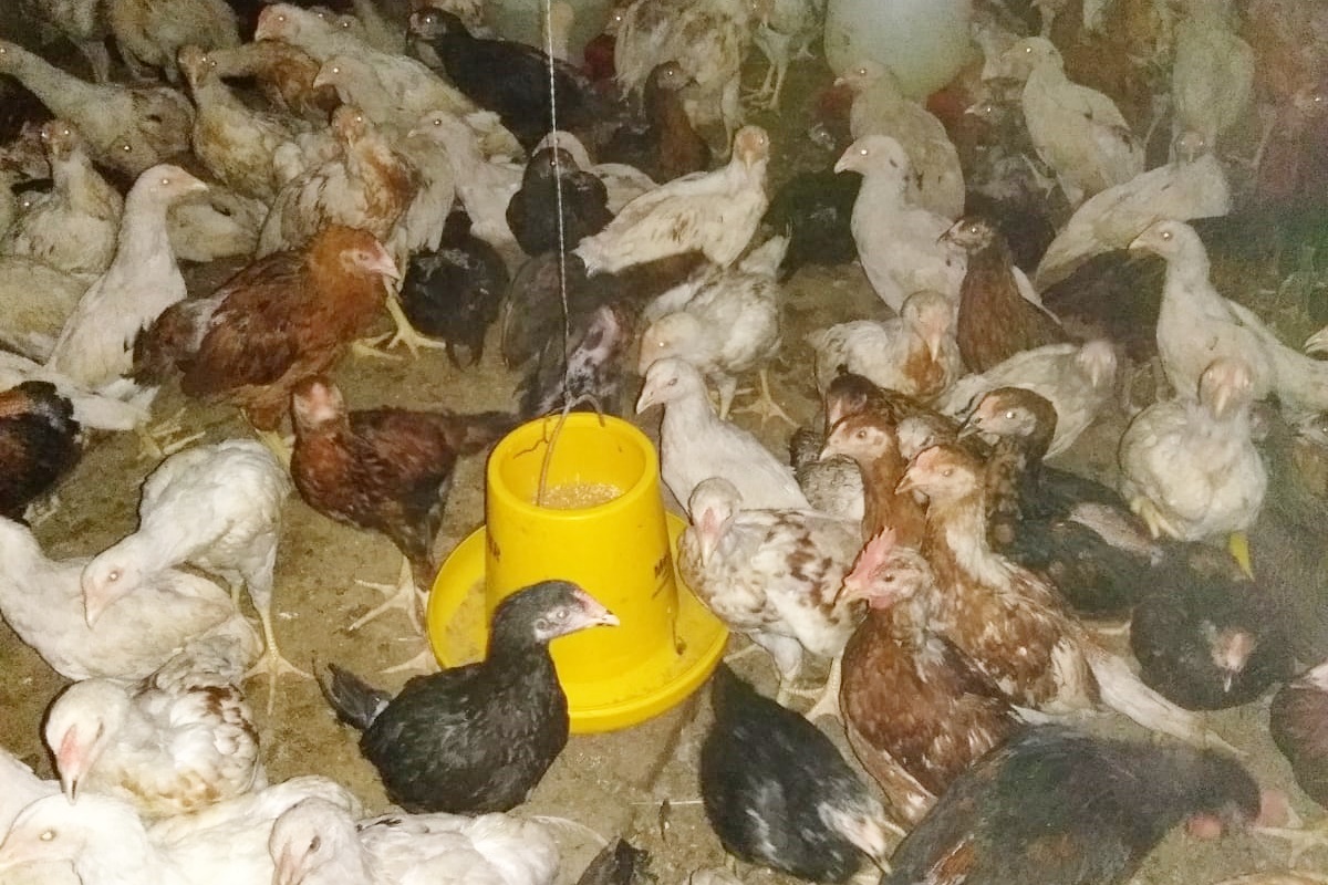 Cara Ternak Ayam Kampung Cepat Panen yang Efisien dan Menguntungkan