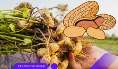 Cara Menanam Kacang Tanah yang Mudah dan Menguntungkan untuk Pemula