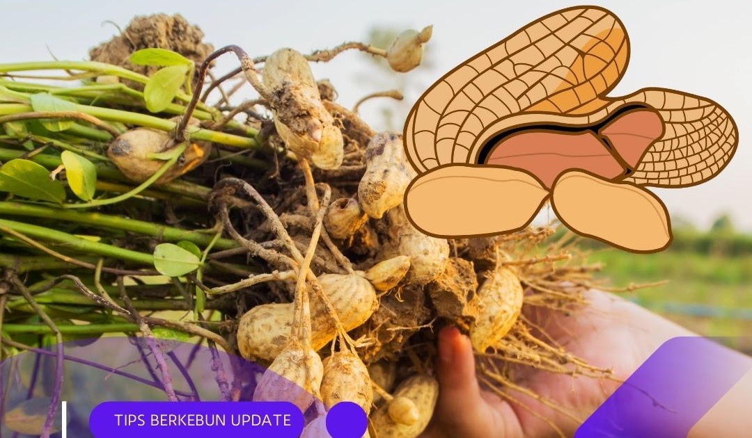 Cara Menanam Kacang Tanah yang Mudah dan Menguntungkan untuk Pemula