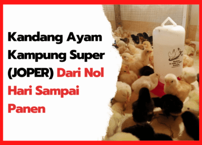 Cara Beternak Ayam Joper yang Efisien dan Menguntungkan