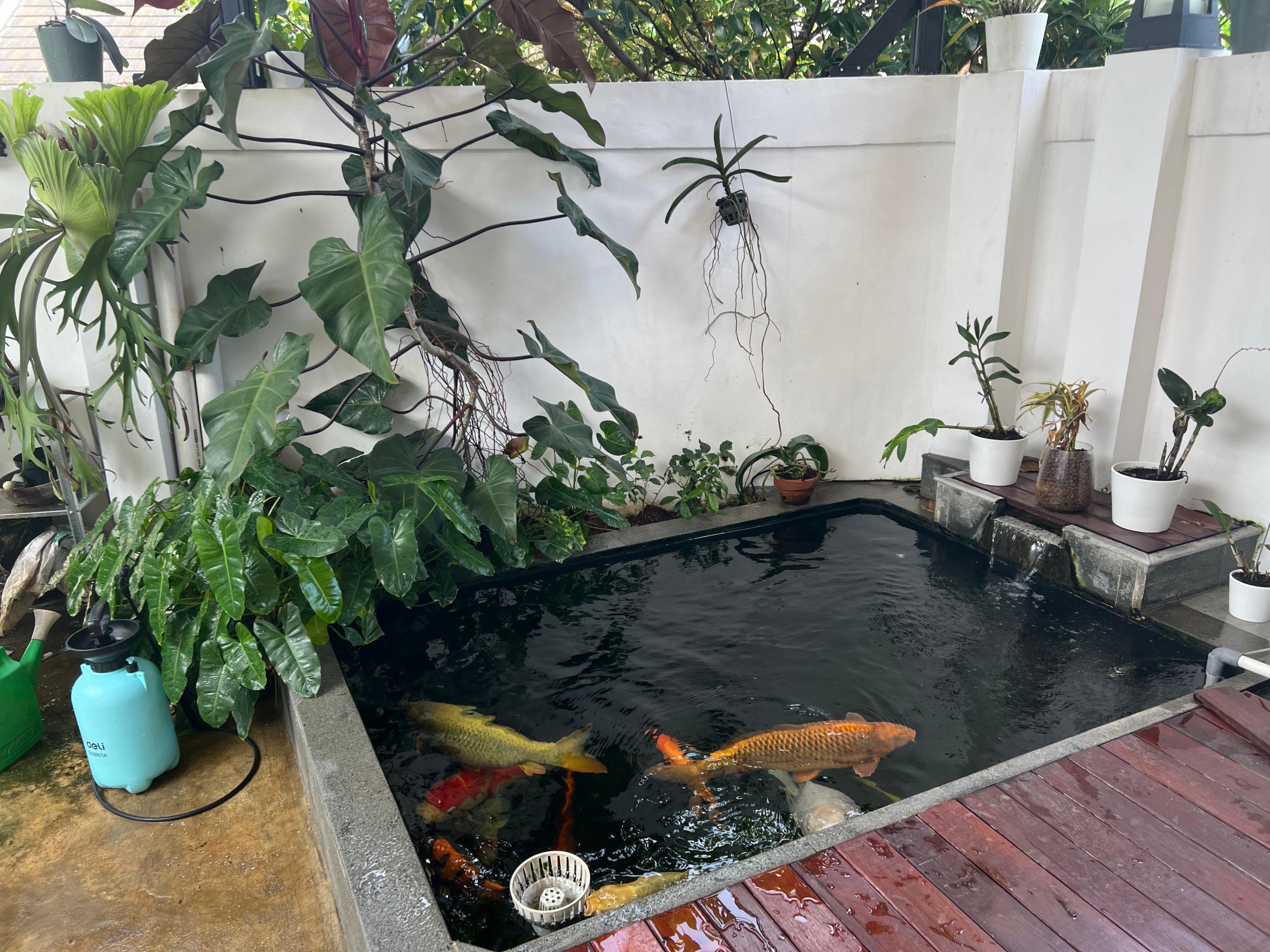 Jasa Pembuatan Kolam Ikan Koi