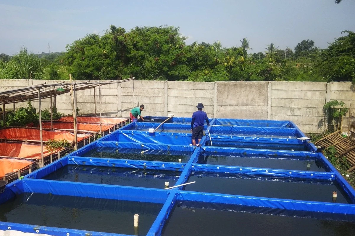 Budidaya Ikan Lele di Kolam Terpal: Tips dan Trik Sukses untuk Pemula