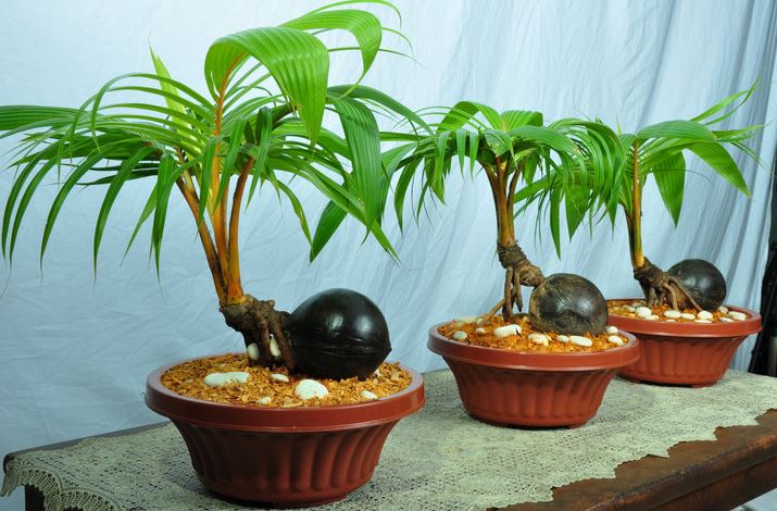 Cara Membuat Bonsai Kelapa yang Indah dan Menarik
