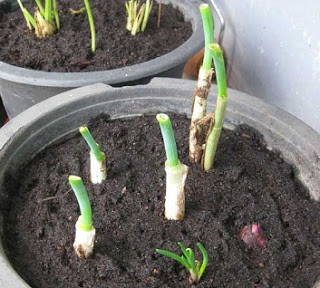 Cara Menanam Bawang Merah di Pot yang Mudah dan Efisien