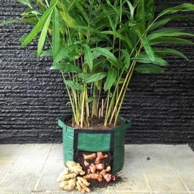 Cara Menanam Jahe di Polybag yang Mudah dan Efisien untuk Pemula