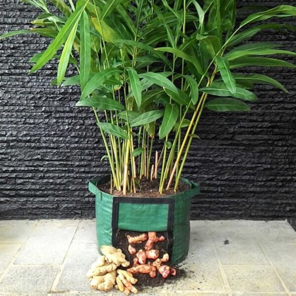 Cara Menanam Jahe di Polybag yang Mudah dan Efisien untuk Pemula