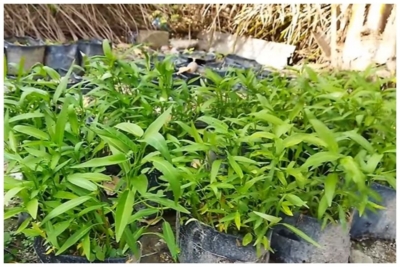 Cara Menanam Kangkung di Polybag yang Mudah dan Efisien untuk Pemula