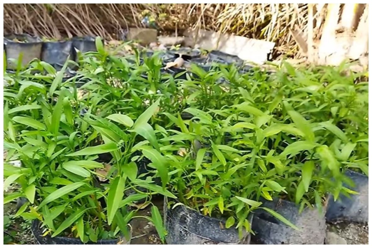 Cara Menanam Kangkung di Polybag yang Mudah dan Efisien untuk Pemula