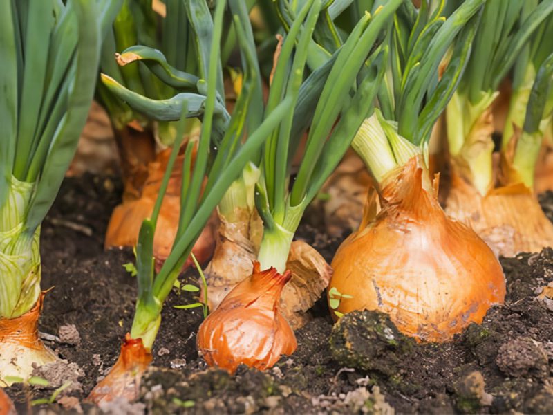 Cara Menanam Bawang Bombay dari Awal hingga Panen yang Sukses