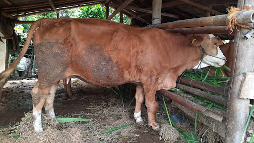 Cara Merawat Sapi Betina yang Sehat dan Produktif