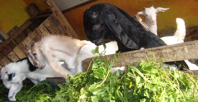 Cara Menggemukan Kambing yang Kurus dengan Efektif dan Mudah Diterapkan